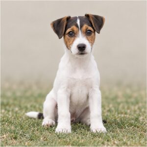 Smooth-Fox-Terrier