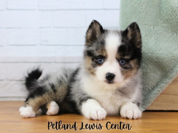 [#13440] Blue Merle Male Pomsky Puppies for Sale