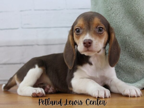 [#13437] Chocolate / White Female Beagle Puppies for Sale