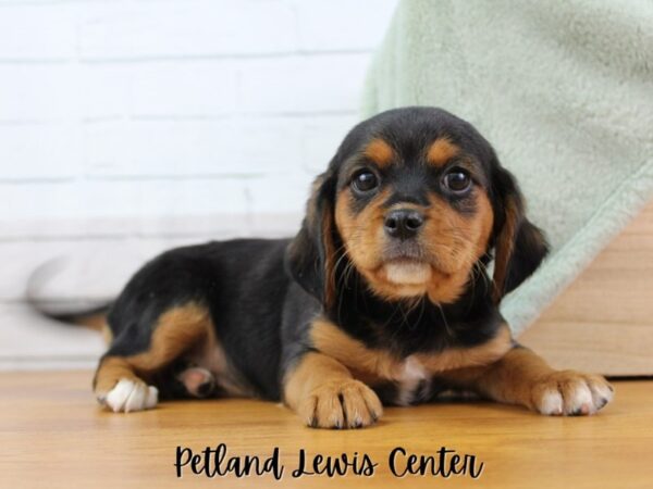 [#13433] Black / Tan Female Beagalier Puppies for Sale