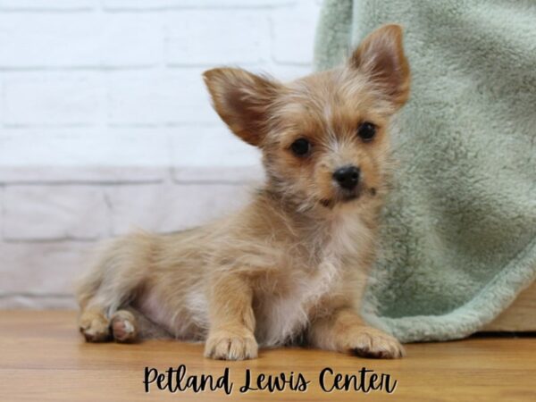 [#13457] Brown Female Morkie Puppies for Sale