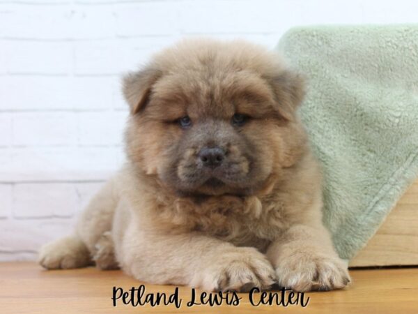 [#13476] Blue Male Chow Chow Puppies for Sale
