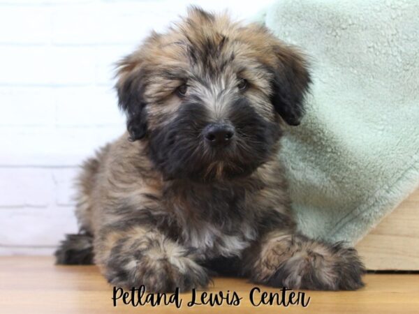 [#13474] Black / Tan Female Soft Coated Wheaten Terrier Puppies for Sale
