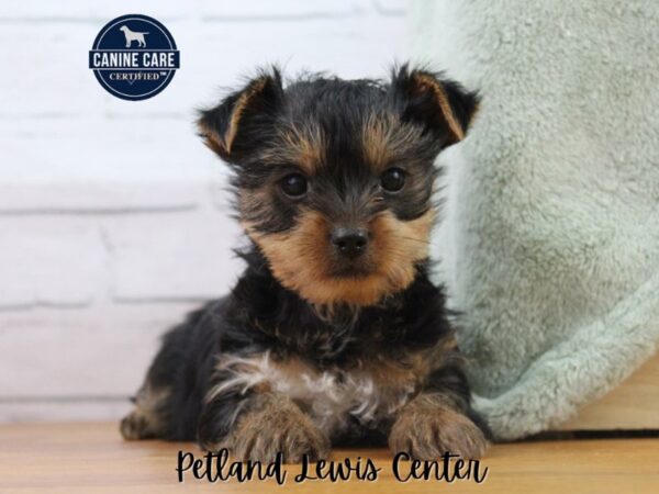 [#13473] Black / Tan Female Yorkshire Terrier Puppies for Sale