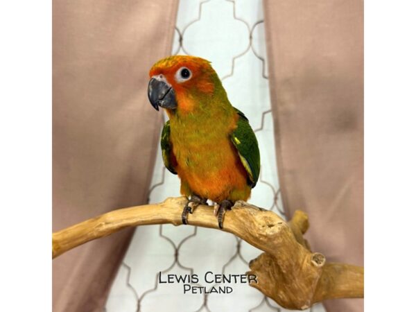 [#13760] Sun Conure Birds for Sale