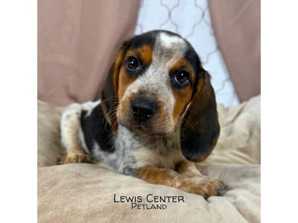 [#13855] Tri-Colored Female Beagle Puppies for Sale