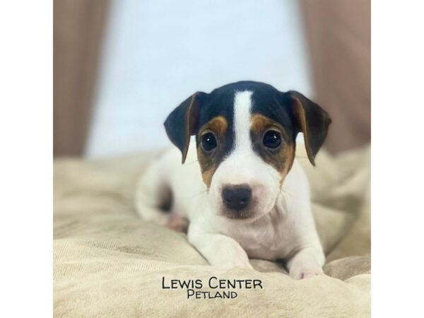 [#13894] Black / White Female Jack Russell Terrier Puppies for Sale