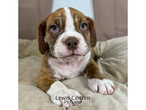 [#13916] Fawn / White Male Beabull Puppies for Sale