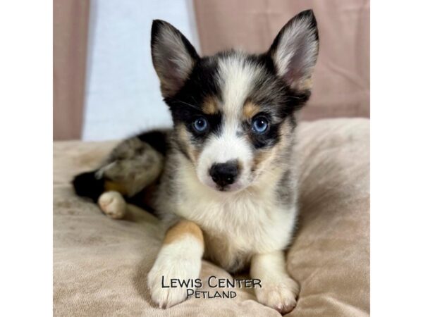 [#13917]  - Blue Merle Female Pomsky Puppies for Sale