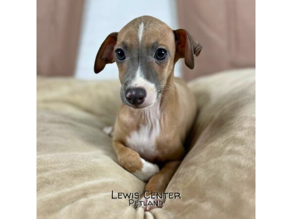 [#13924] Blue Fawn Male Italian Greyhound Puppies for Sale