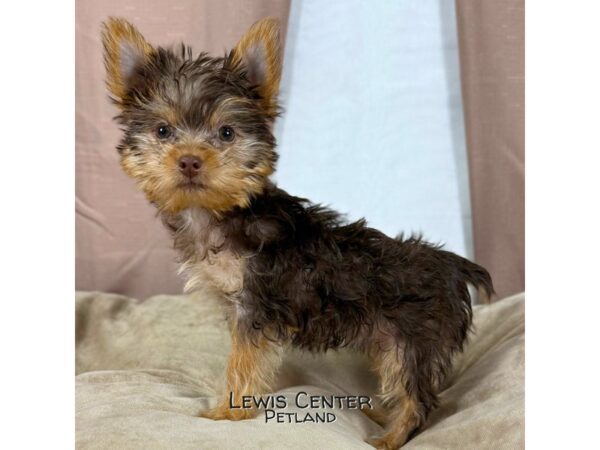 [#13925] Chocolate & Tan Female Yorkshire Terrier Puppies for Sale