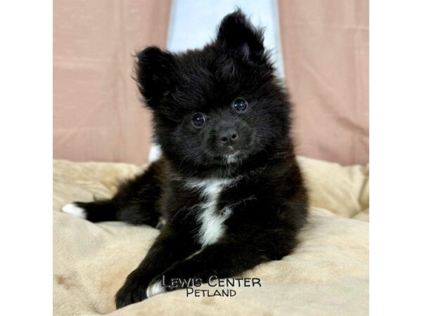 [#13941] Black Male Pomeranian Puppies for Sale
