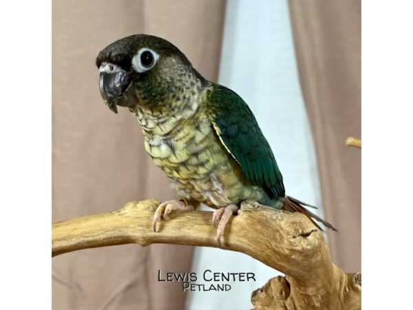 [#13896] Yellowsided Turquoise GC Conure Birds for Sale