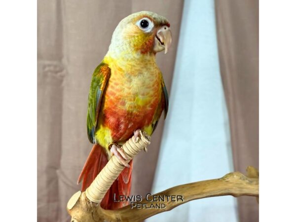 [#13897] Pineapple Green Cheek Conure Birds for Sale