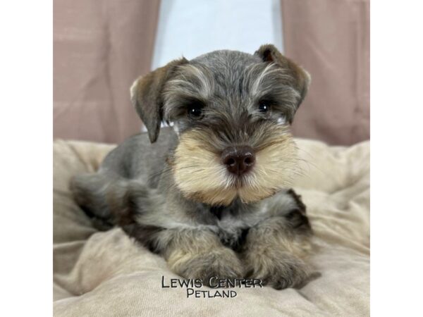 Least Obedient Dog Most Stubborn Small Dog Breeds Dachshund Puppy