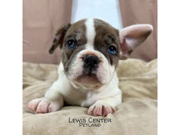 [#13951] White / Brown Male French Bulldog Puppies for Sale