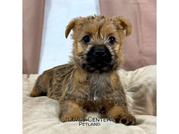 [#13950] Brindle Female Cairn Terrier Puppies for Sale