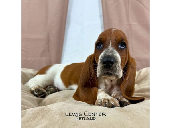 [#13946] Mahogany / White Female Basset Hound Puppies for Sale