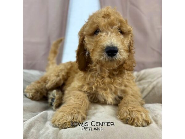 [#13945]  - Golden Female Goldendoodle Puppies for Sale