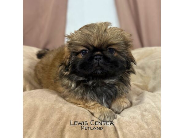 [#13964] Brindle Female Pekingese Puppies for Sale