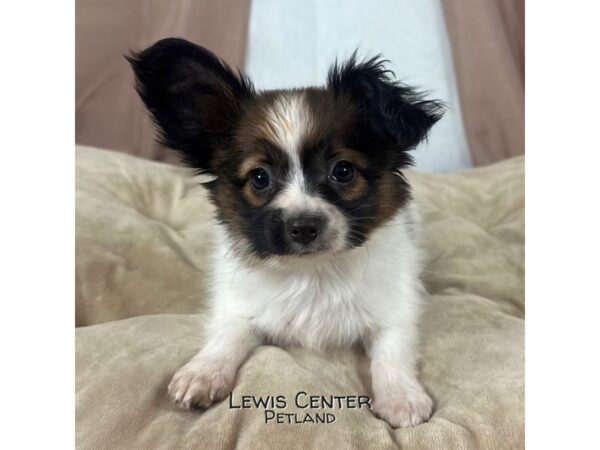 [#13960] White / Sable Male Papillon Puppies for Sale