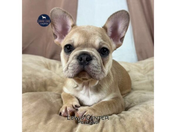 [#13955]  - Blue Female French Bulldog Puppies for Sale