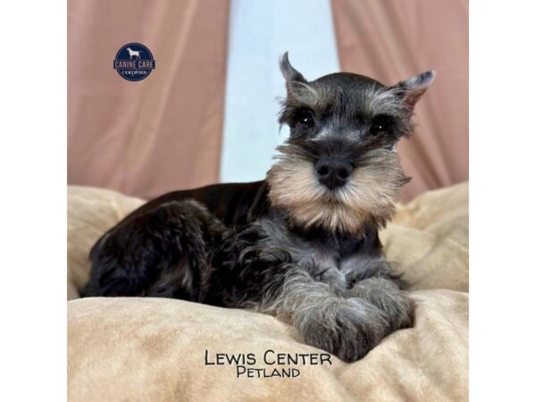 [#13969]  - Salt / Pepper Female Miniature Schnauzer Puppies for Sale