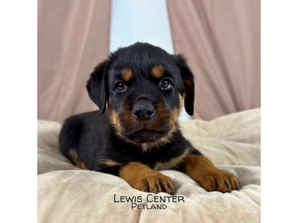 [#13967] Black / Tan Male Rottweiler Puppies for Sale
