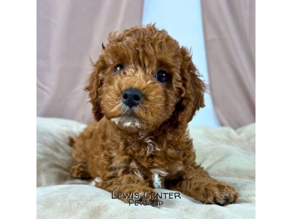 [#13959] Dark Red Female Goldendoodle Mini Puppies for Sale