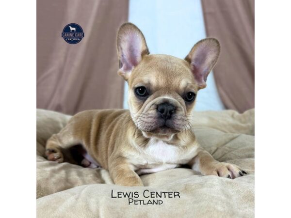 [#13956]  - Fawn Male French Bulldog Puppies for Sale