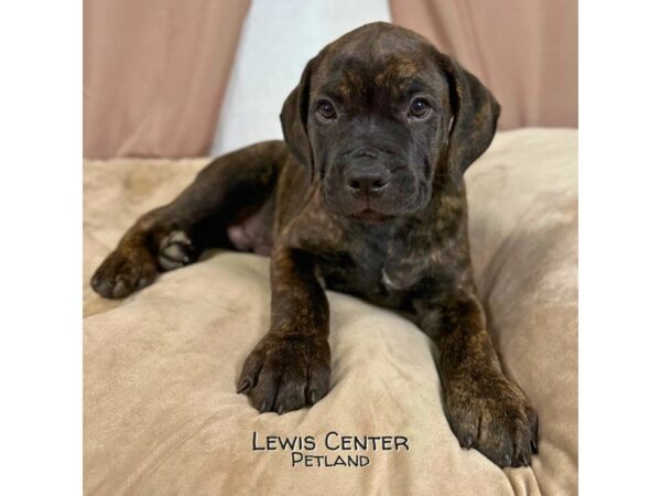 [#13972] Black Brindle Male Cane Corso Puppies for Sale