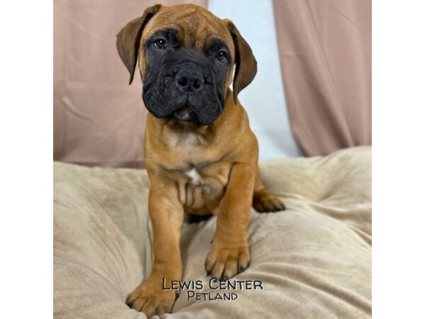 [#13977] Fawn Male Bullmastiff Puppies for Sale