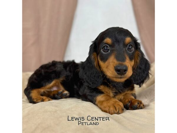 [#13976] Black / Tan Male Dachshund Puppies for Sale