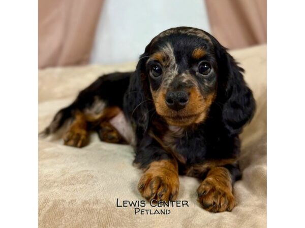 [#13975] Silver Dapple Male Dachshund Puppies for Sale