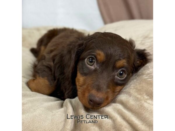[#13974] Chocolate / Tan Female Dachshund Puppies for Sale