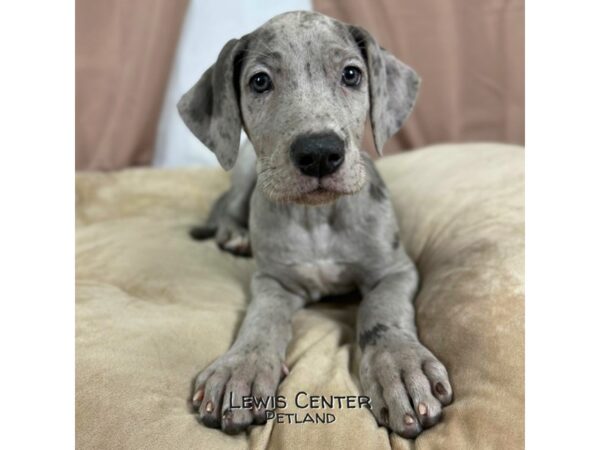 [#13970] Merle Female Great Dane Puppies for Sale