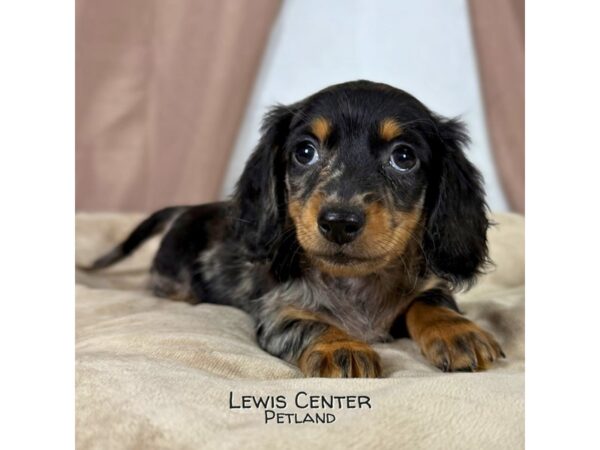 [#13982] Silver Dapple Male Dachshund Puppies for Sale