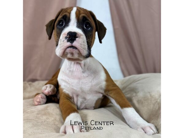 [#13981] Fawn/ White Male Boxer Puppies for Sale