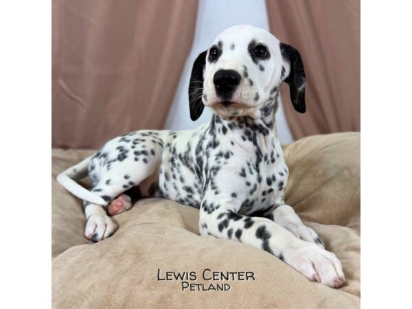 [#13978] Black / White Female Dalmatian Puppies for Sale