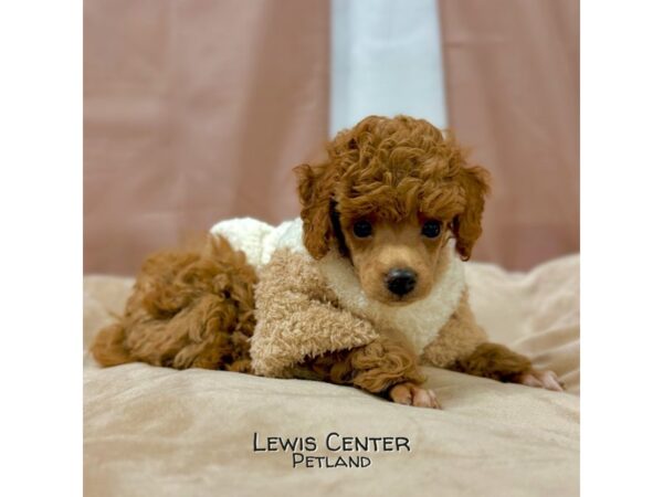 [#13983]  - Red Male Poodle Mini Puppies for Sale