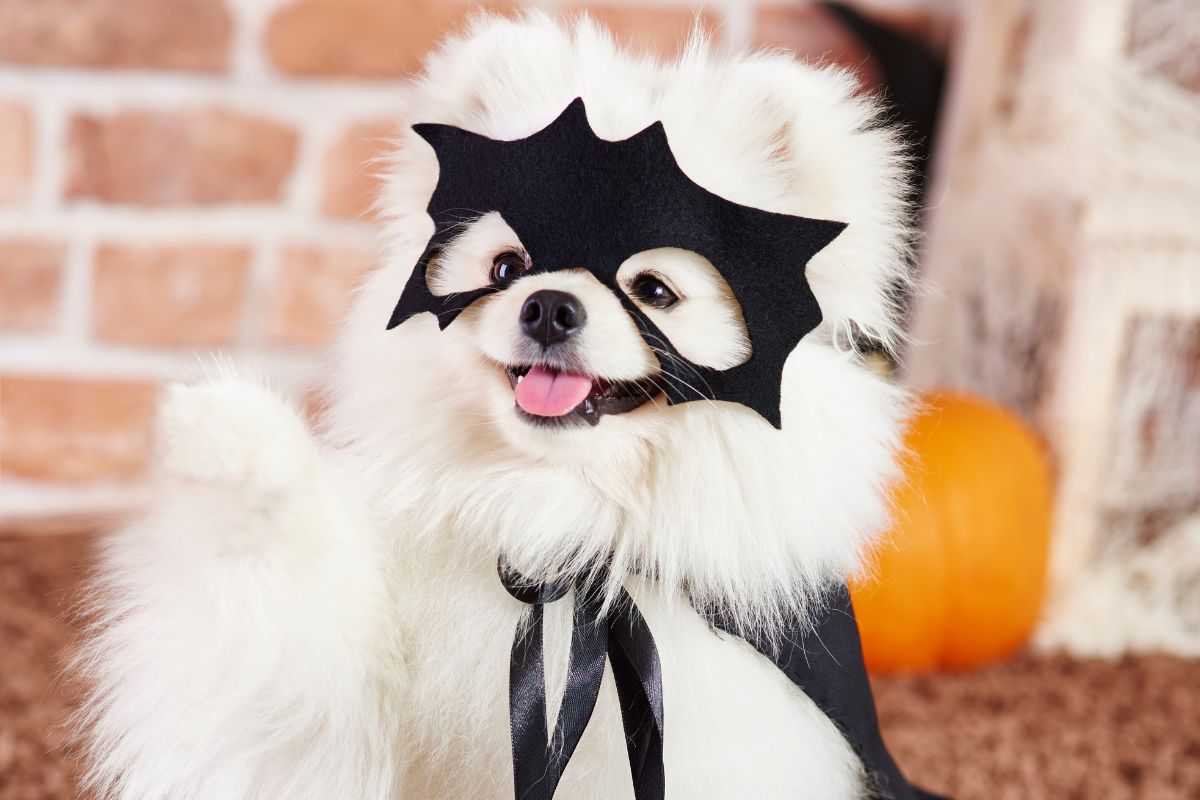 15 Howl-Worth Pup Costumes For A Paws-itively Spooky Halloween