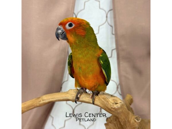 [#13761]  - Sun Conure Birds for Sale