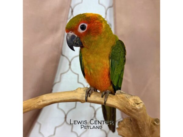 [#13763]  - Sun Conure Birds for Sale