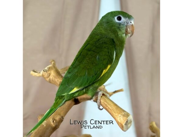 [#13900]  - Canary Winged Bee Bee Parakeet Birds for Sale