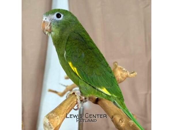 [#13901]  - Canary Winged Bee Bee Parakeet Birds for Sale