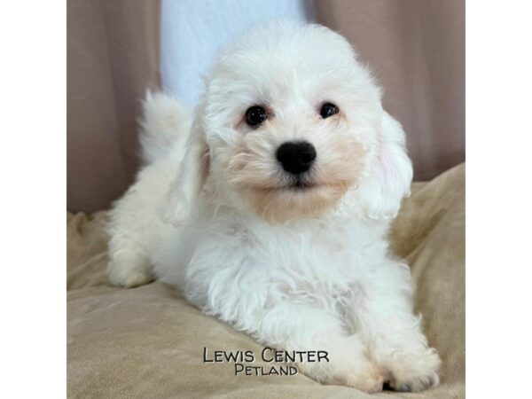 [#14045]  - White Male Maltese Puppies for Sale