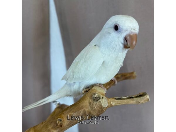 [#14040]  - Albino Quaker Parrot Birds for Sale