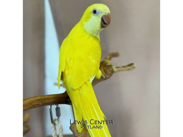 [#14039]  - Lutino Quaker Parrot Birds for Sale