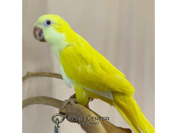 [#14038]  - Lutino Quaker Parrot Birds for Sale