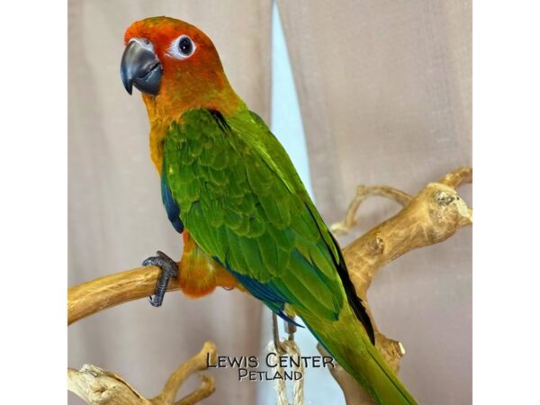 [#14063]  - Red Factor Sun Conure Birds for Sale